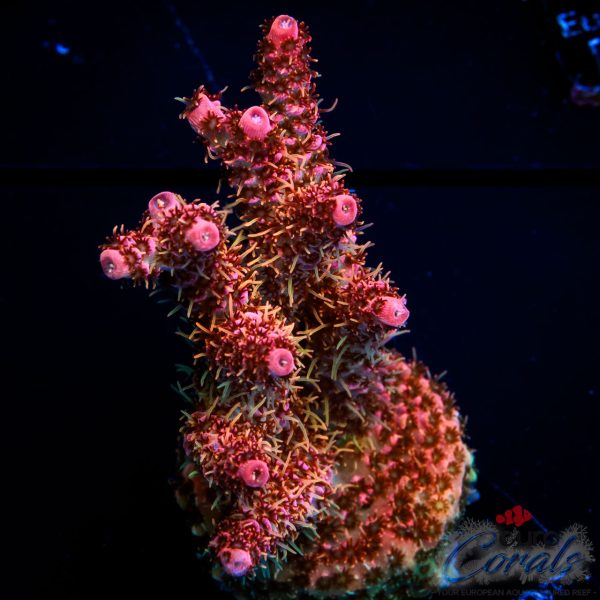 EC Jack Sparrow Acro NEW EX