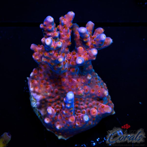 EC Aurora Split Acro NEW