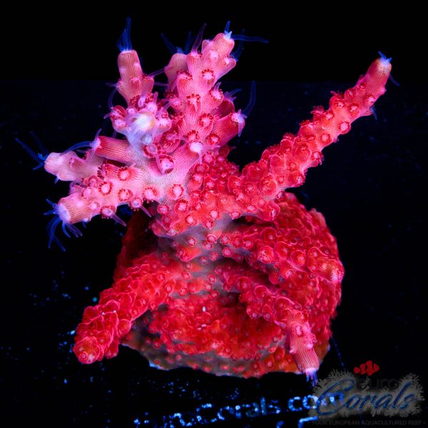 EC Akil's Super Red Yellow Tipped Acro NEW EX