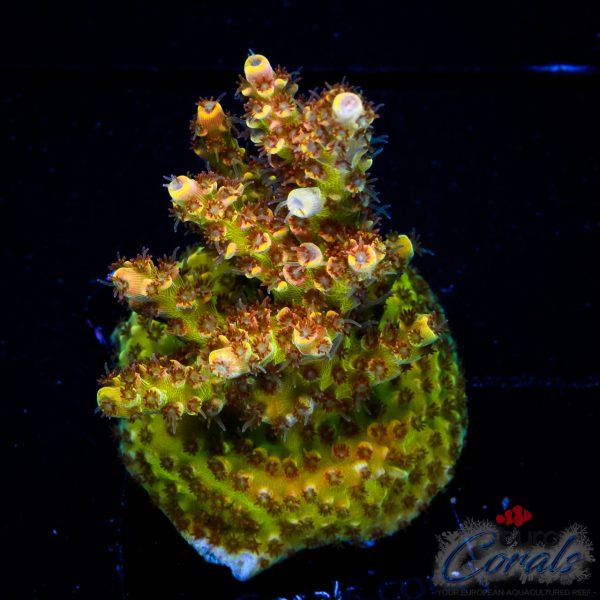 EC Mellow Yellow Acro NEW