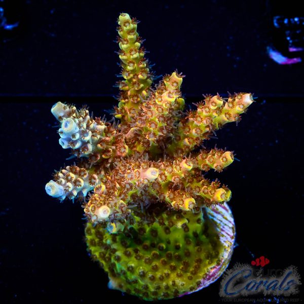 EC Mellow Yellow Acro NEW