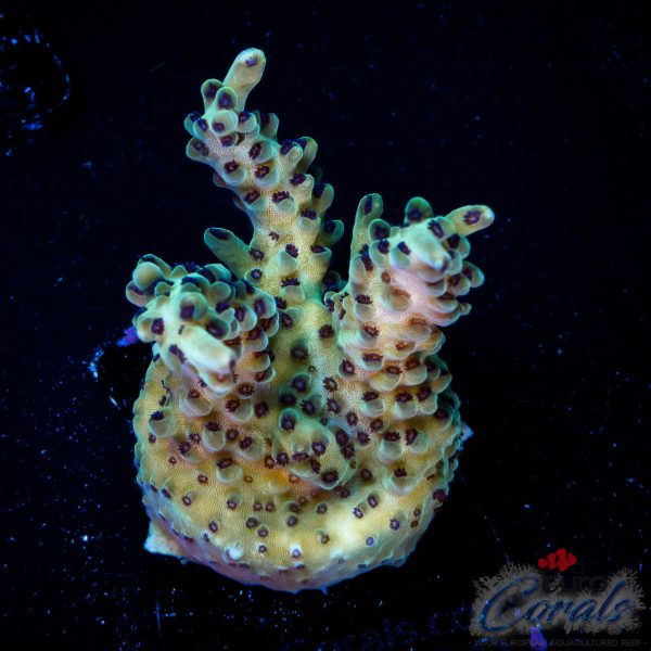 EC Blue Devils Acro NEW