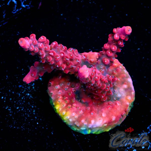 EC Akil’s Hippy Juice Acro EX BACK