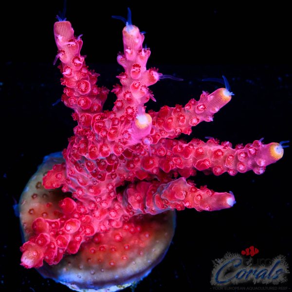 EC Akil's Super Red Yellow Tipped Acro NEW EX