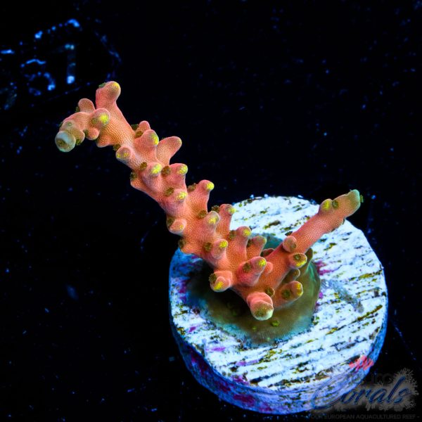 EC Akil’s CandyLand Acro EX LIMITED