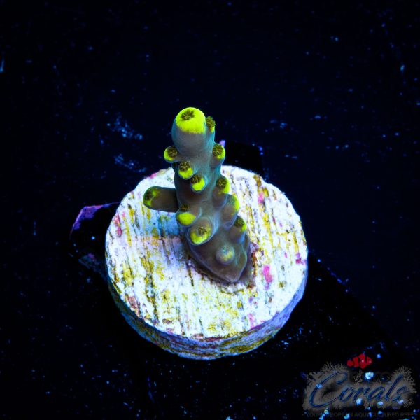 EC Akil’s Blue Flame Acro EX LIMITED