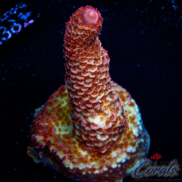 EC Stranger Things Acro NEW