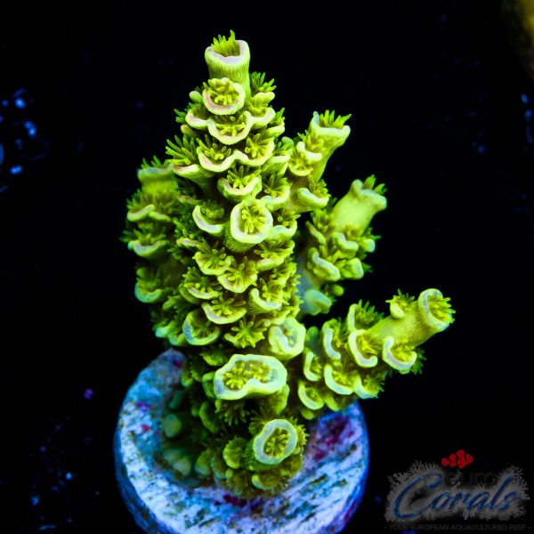 EC Neverland Tenuis Acro EX NEW