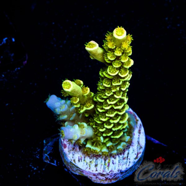 EC Neverland Tenuis Acro EX NEW