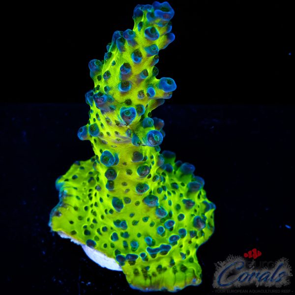 EC Electric Miyagi Tort Acro