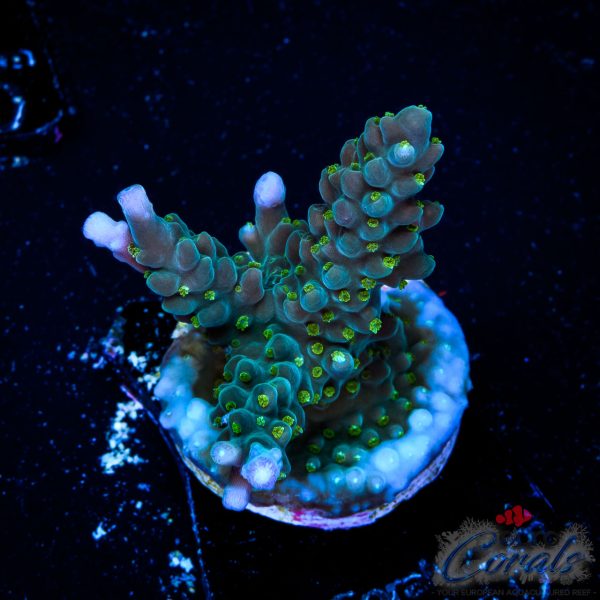 EC Shark Attack Acro