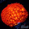 EC Fruit Loops Micro Goniopora