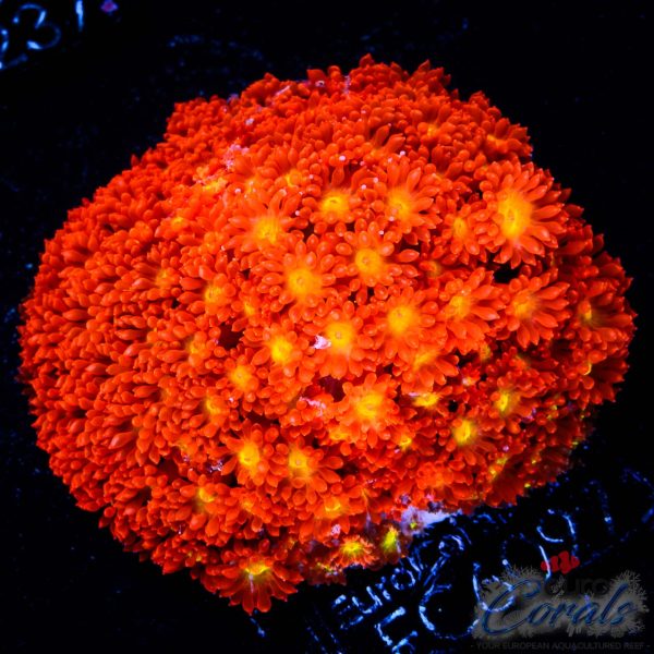 EC Fruit Loops Micro Goniopora