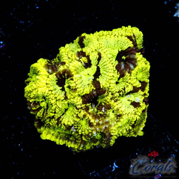 EC Electromagnetic Pulse Favia EX NEW