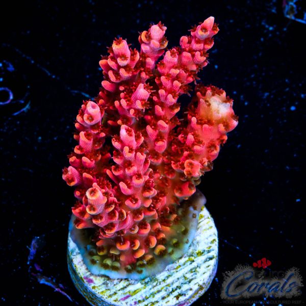 EC WOW Table Acro EX