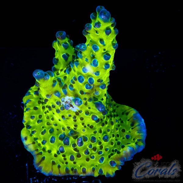 EC Electric Miyagi Tort Acro