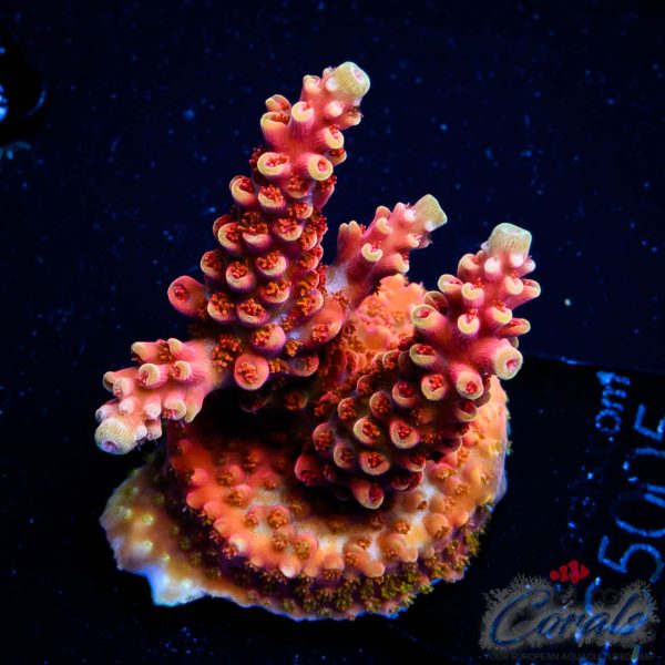 EC Akil’s Terra Red Acro NEW