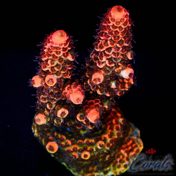 EC Akil's From Hell Spathulata NEW