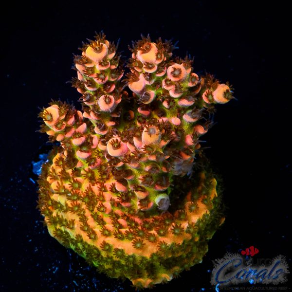 EC Tears of The Sun Acro