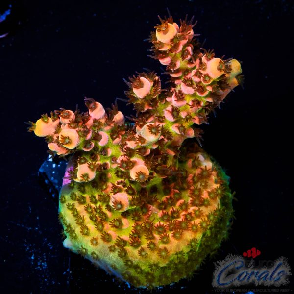 EC Tears of The Sun Acro