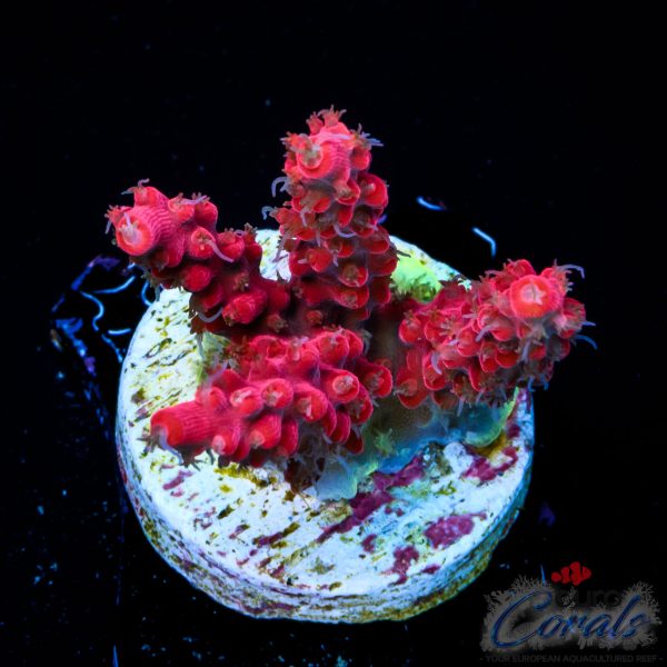 EC Akil’s Hippy Juice Acro EX BACK