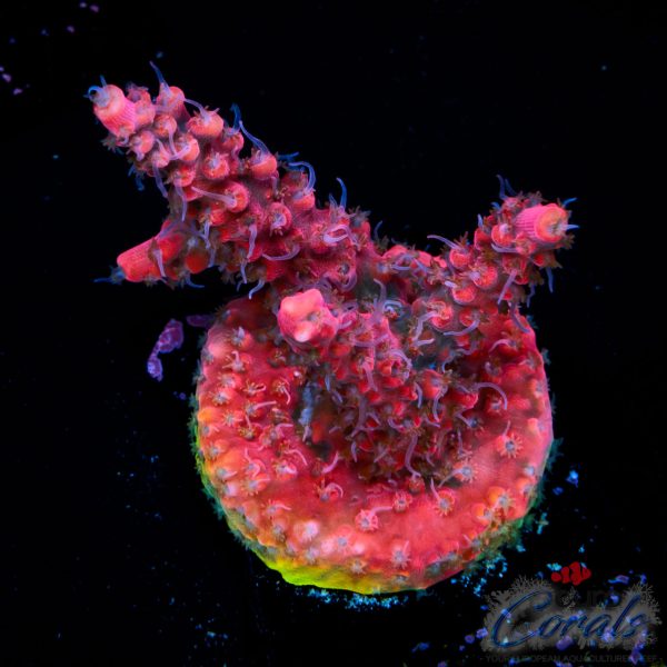 EC Akil’s Hippy Juice Acro EX BACK