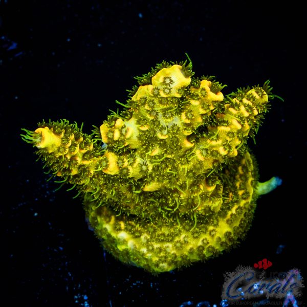 EC Rainbow Solar Flare Mille