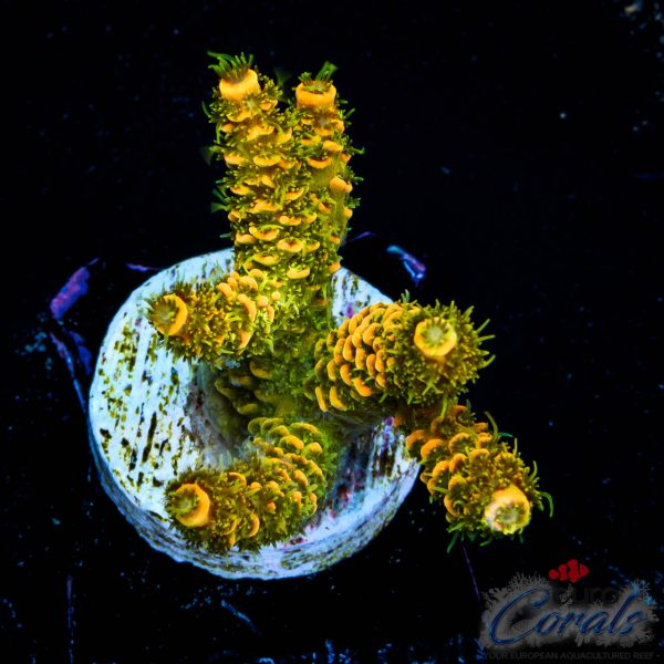 EC Rainbow Solar Flare Mille