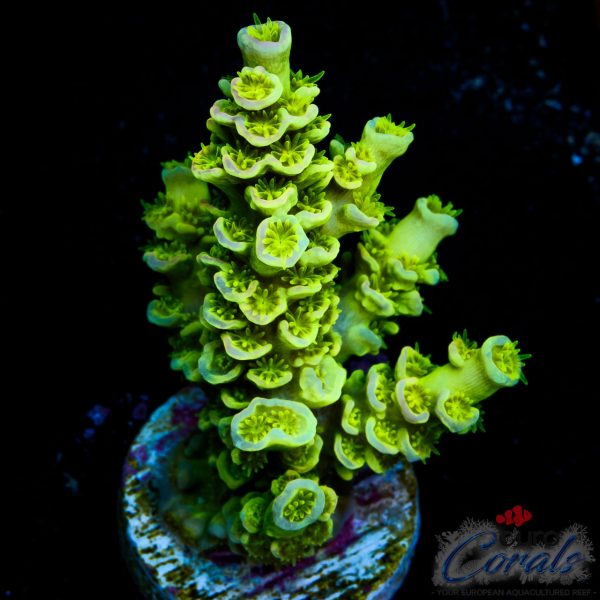 EC Neverland Tenuis Acro EX NEW