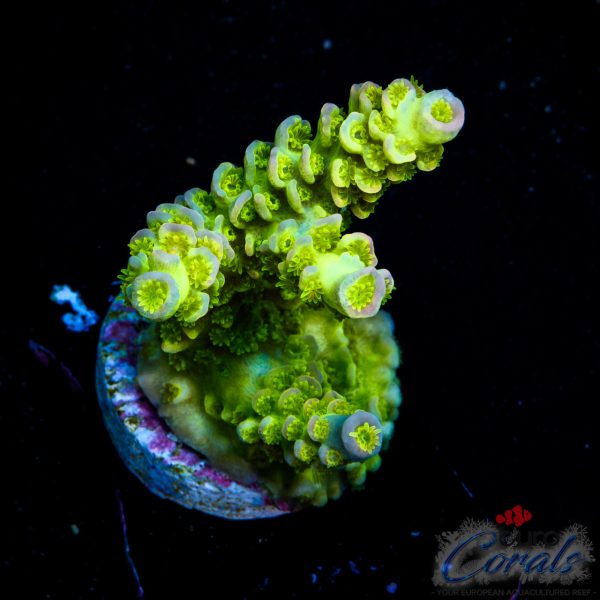 EC Neverland Tenuis Acro EX NEW