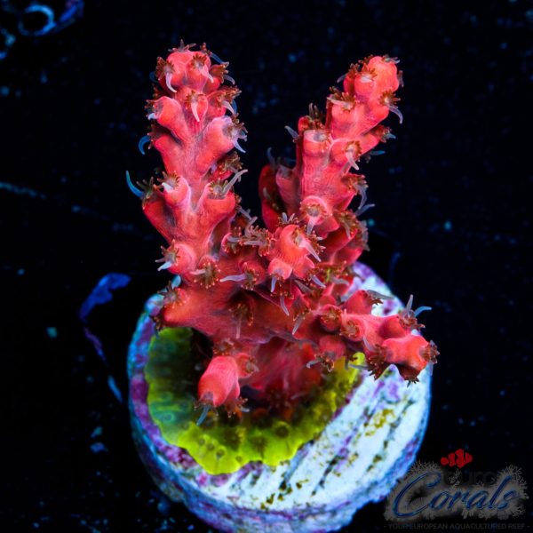 EC Akil’s Hippy Juice Acro EX BACK