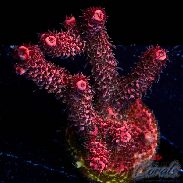 EC Akil’s Red Torch Acro NEW EX