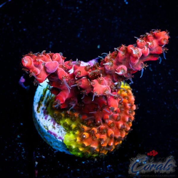 EC Akil’s Hippy Juice Acro EX BACK