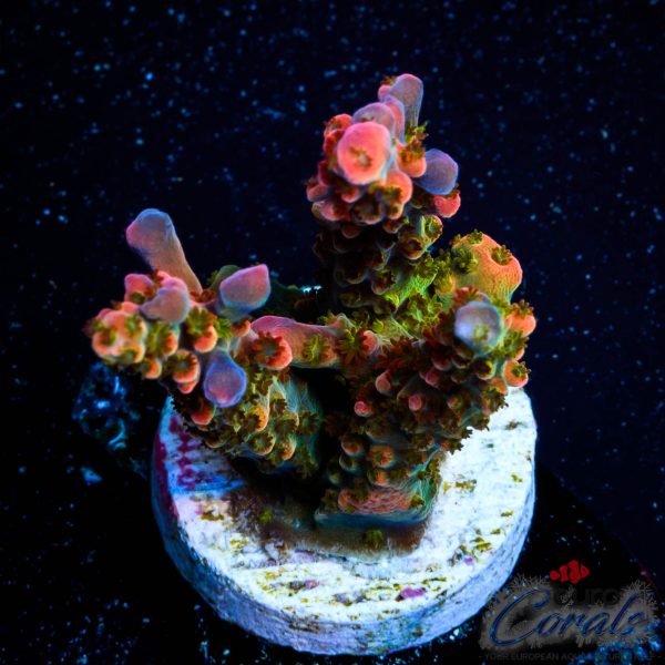 EC Akil’s Snow Dragon Acro LIMITED EX