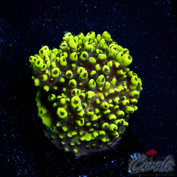 EC Shooting Star Acro