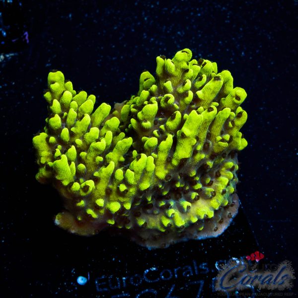 EC Shooting Star Acro