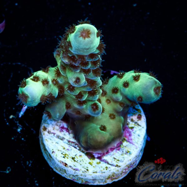 EC Cookie Monster Sarmentosa