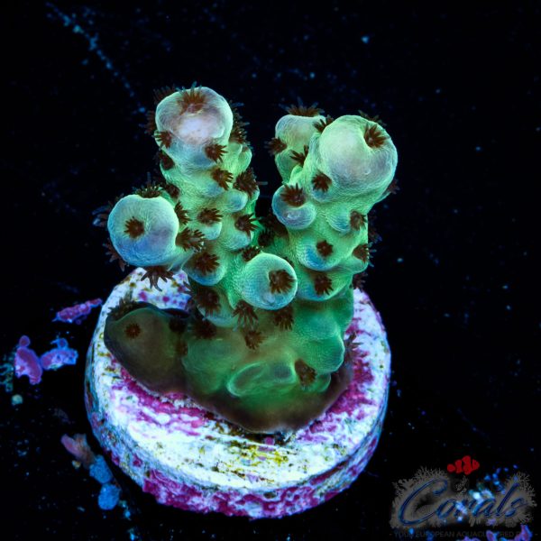 EC Cookie Monster Sarmentosa