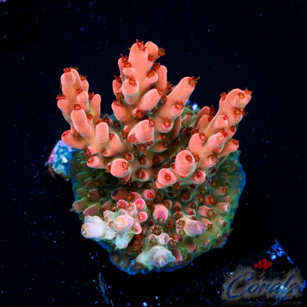 EC Akil’s Rainbow Bo-Katan Acro NEW (Ruby Red)