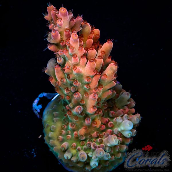 EC Akil’s Rainbow Bo-Katan Acro NEW (Ruby Red)