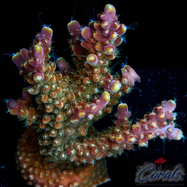 EC Fruity Pebbles Acro