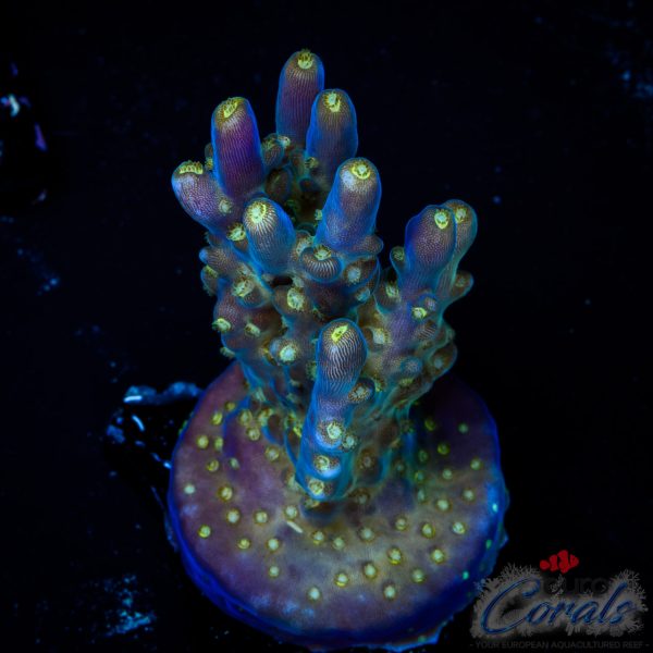 EC Nebula Super Blue Yellow Polyps Acro