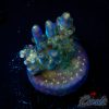 EC Nebula Super Blue Yellow Polyps Acro