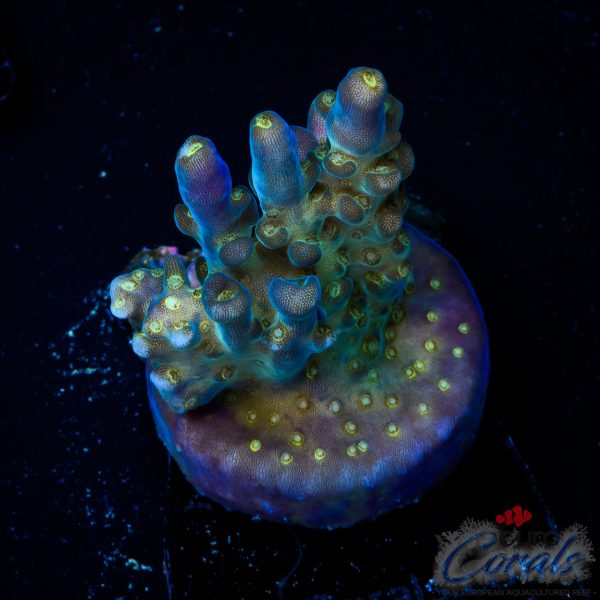 EC Nebula Super Blue Yellow Polyps Acro