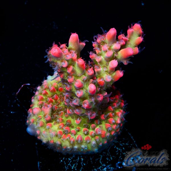 EC Red Devils Acro EX