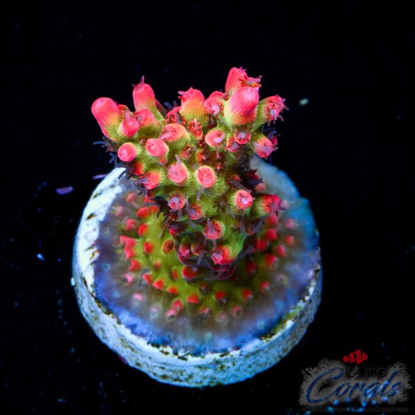 EC Red Devils Acro EX