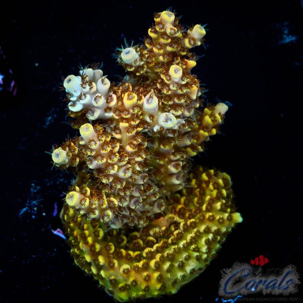 EC Mellow Yellow Acro NEW