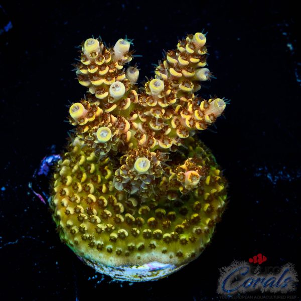 EC Mellow Yellow Acro NEW