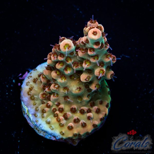 EC Akil’s Crayola Twist Acro NEW