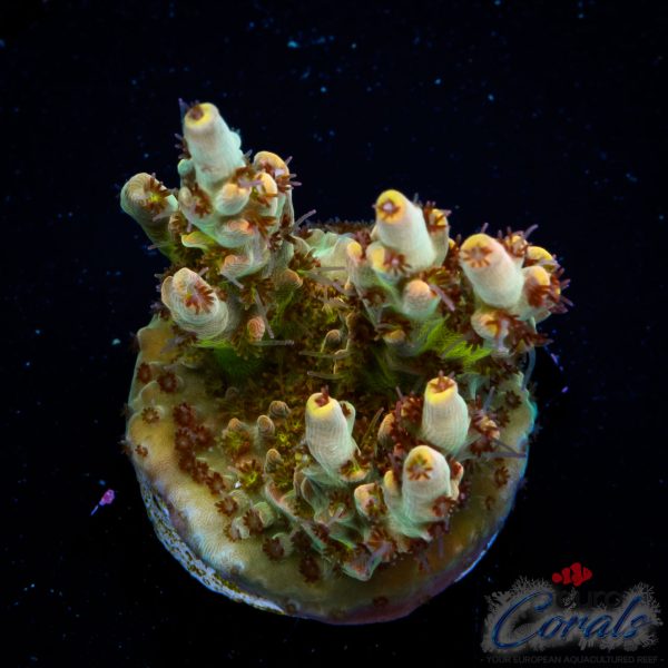 EC Akil’s Crayola Twist Acro NEW